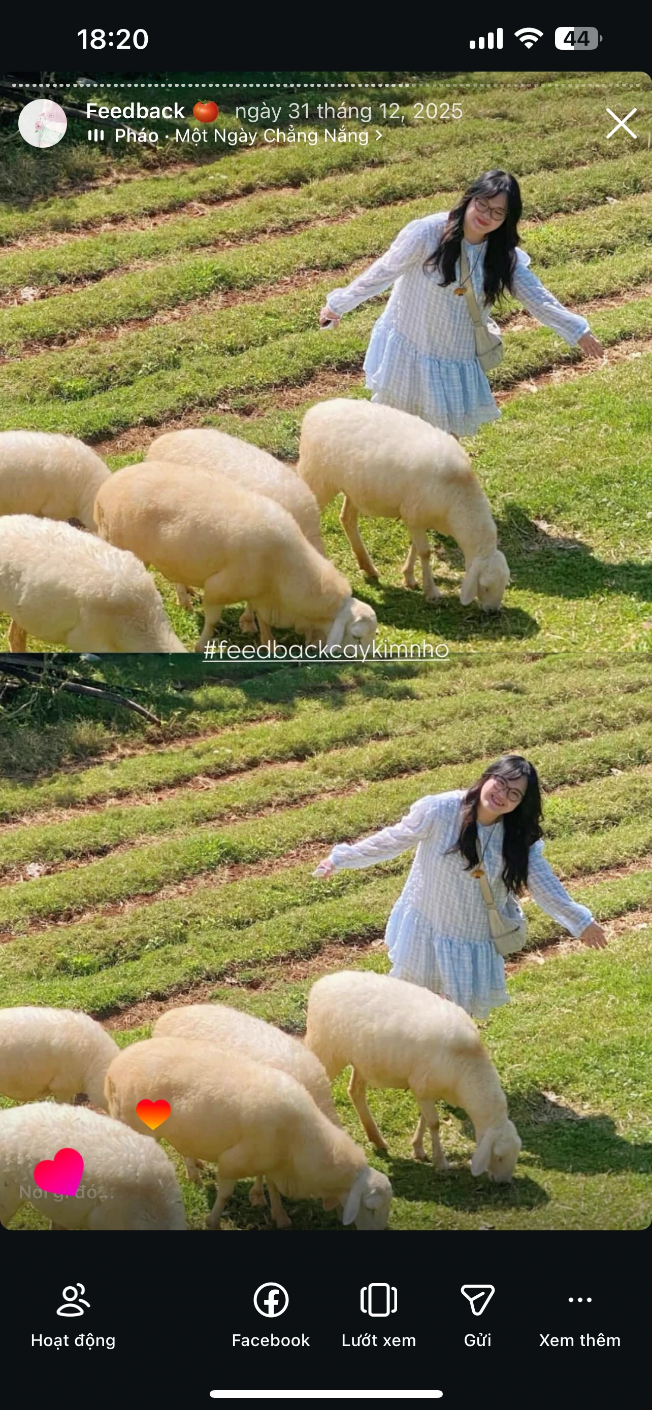 Feedback Cây Kim Nhỏ